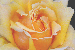 Trials - Roses