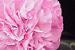 Ordering - Carnations