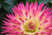 Trials - Dahlias