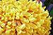 Chrysanthemums