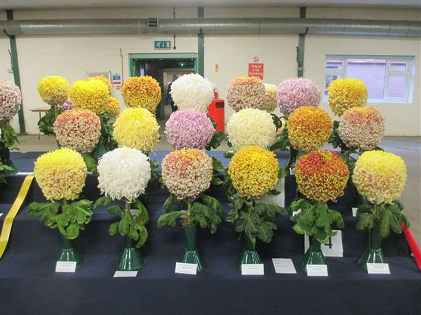 National Chrysanthemum Society Show 2011